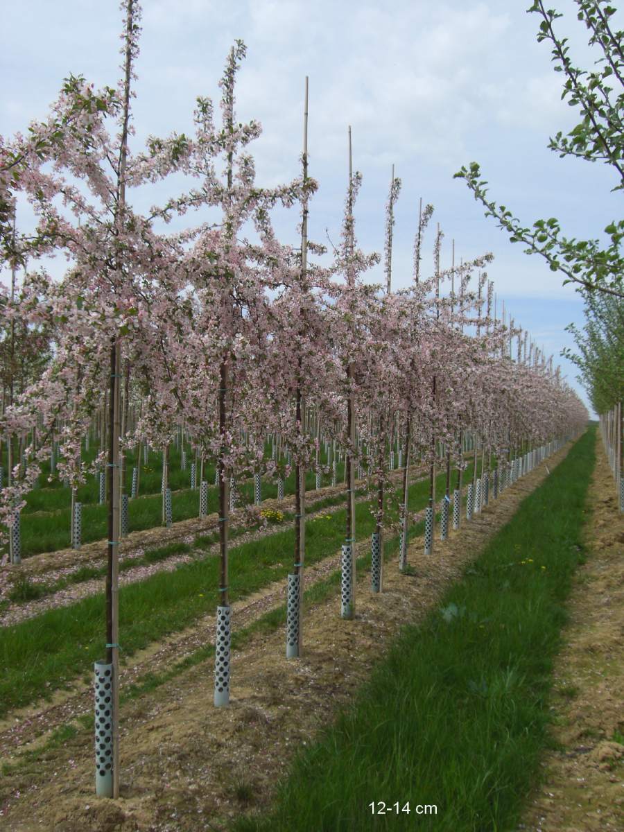 Zierapfel: Zierapfel Floribunda