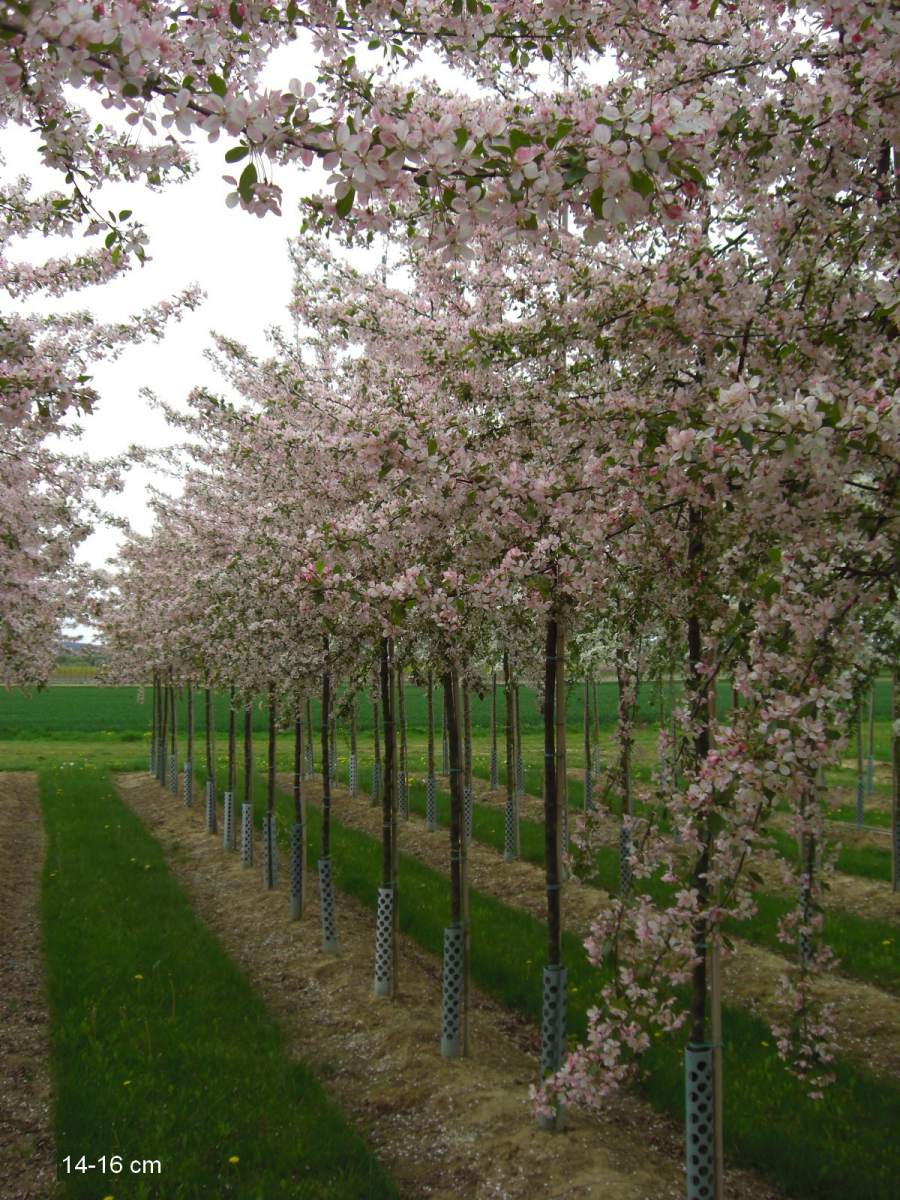 Zierapfel: Zierapfel Floribunda