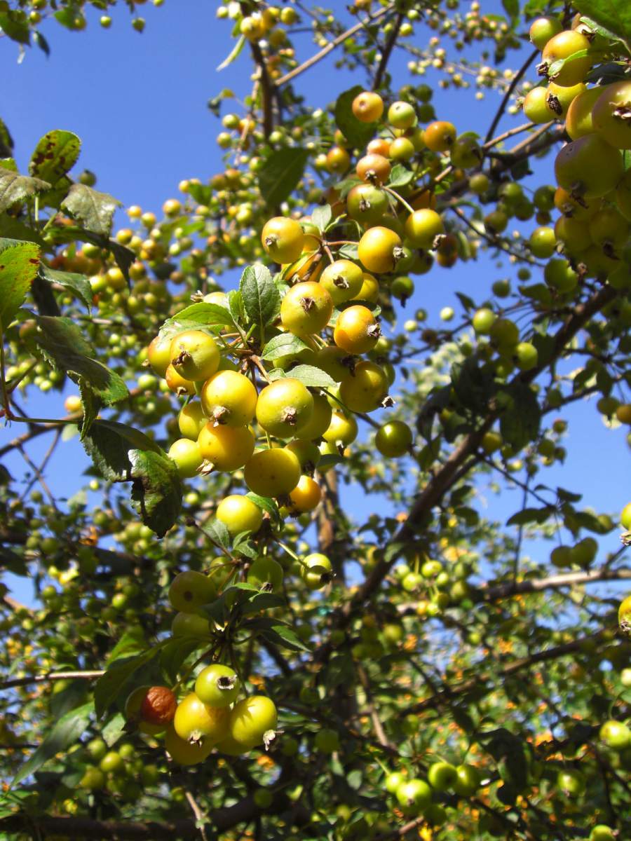 Zierapfel: Zierapfel Floribunda