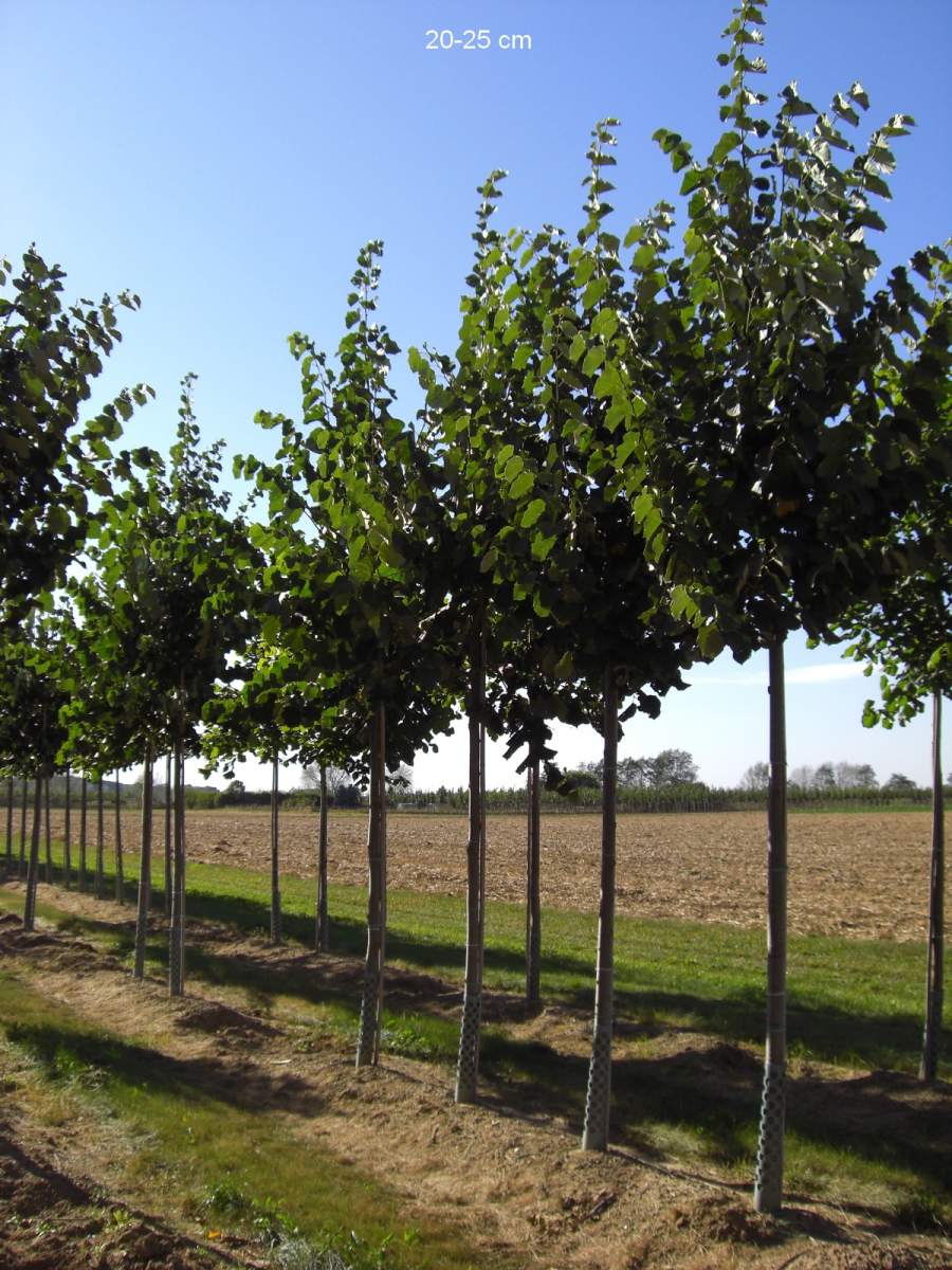 Erwerben Sie hier die amerikanische Linde Tilia americana