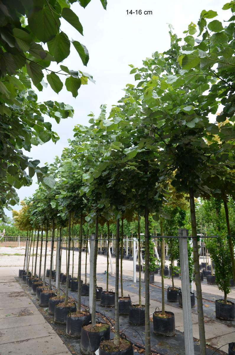 Silber Birne Baum Silber Birne Baum