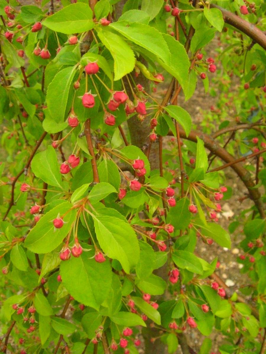 Zierapfel: Hänge-Zierapfel Red Jade