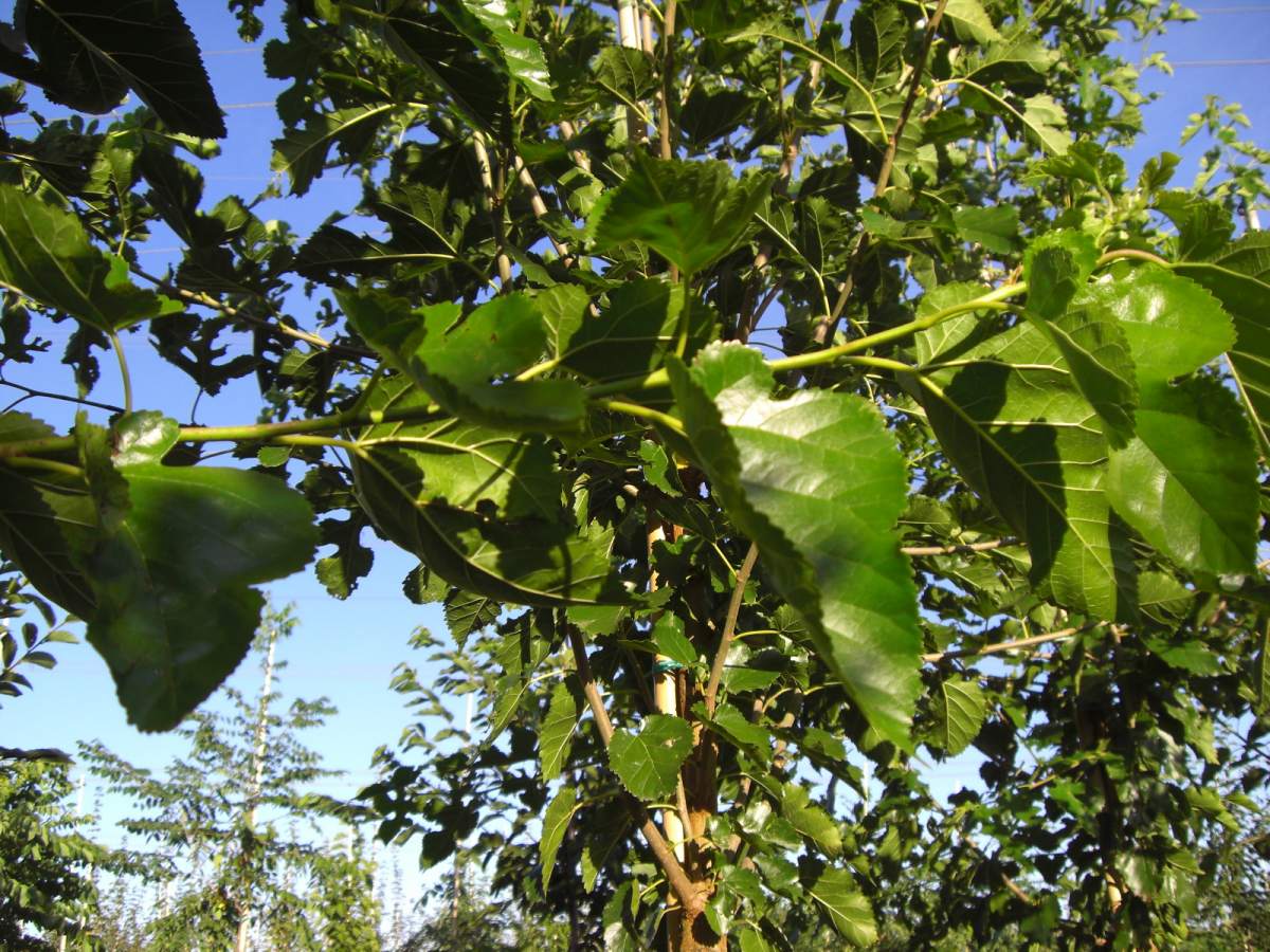 Maulbeere: schwarzer Maulbeerbaum