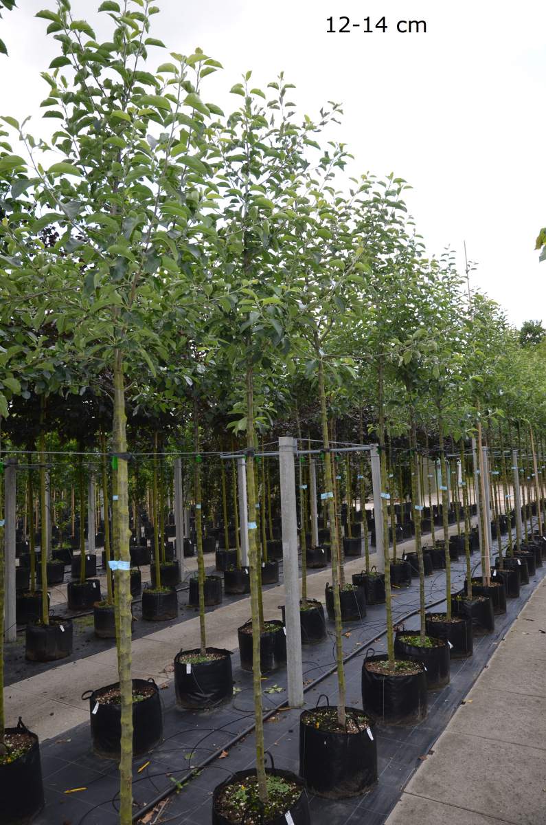 Apfelbaum Jonagold als großen Baum