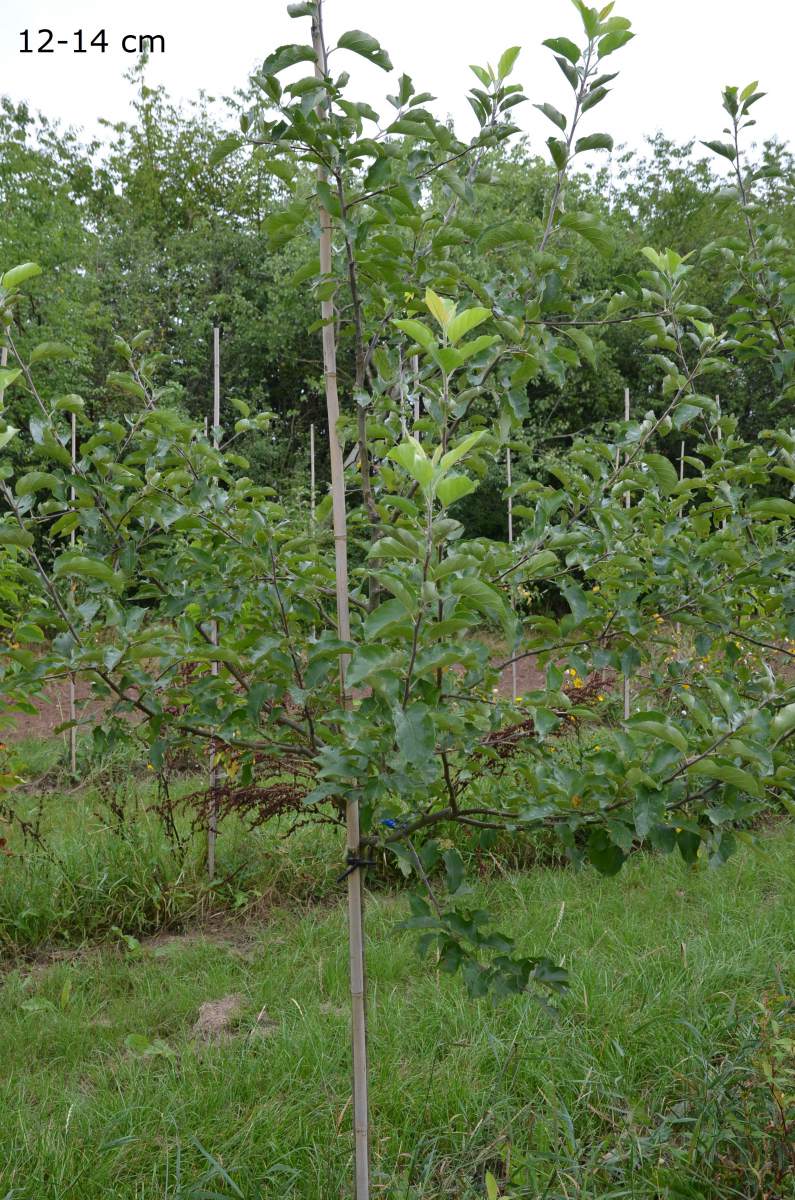 Apfelbaum Jonagold als großen Baum