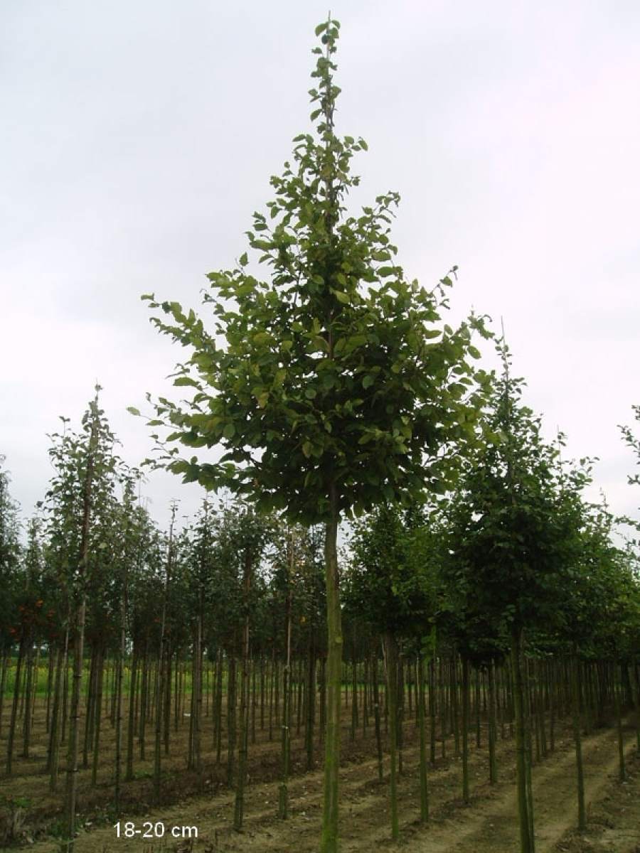 Hainbuche/Weißbuche