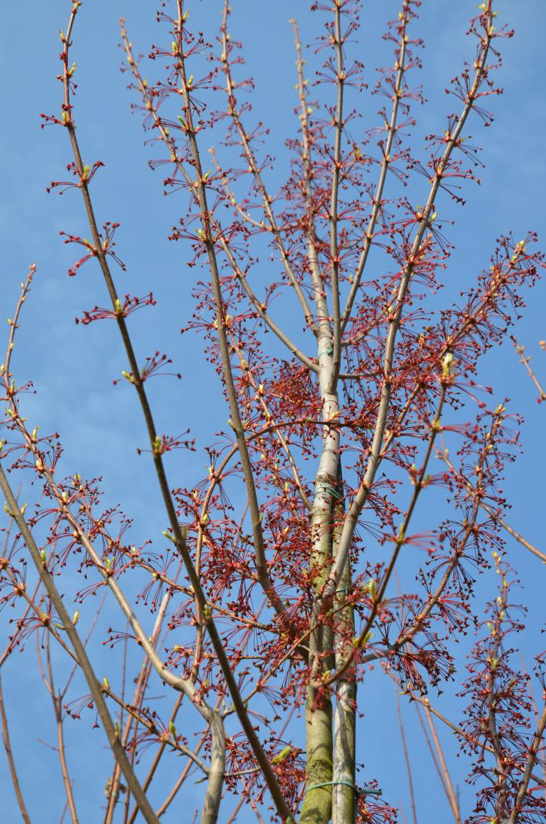 Ahorn: Herbst-Flammen-Ahorn
