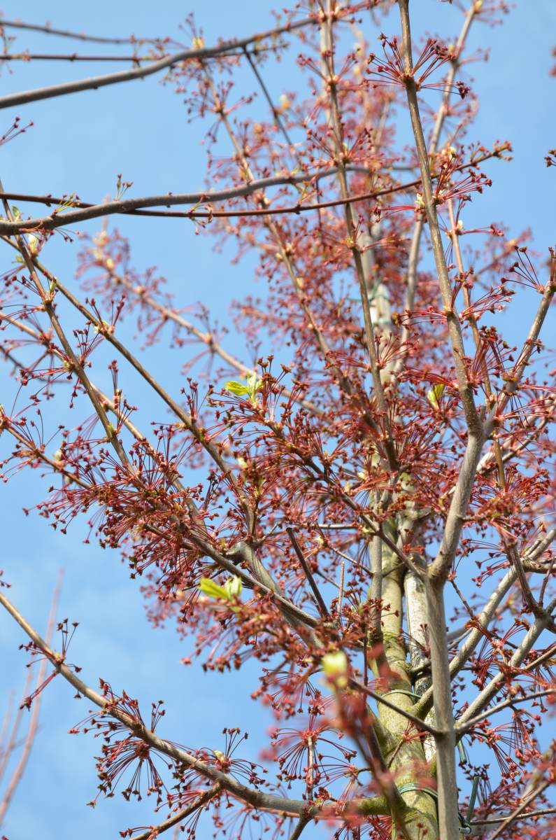 Ahorn: Herbst-Flammen-Ahorn