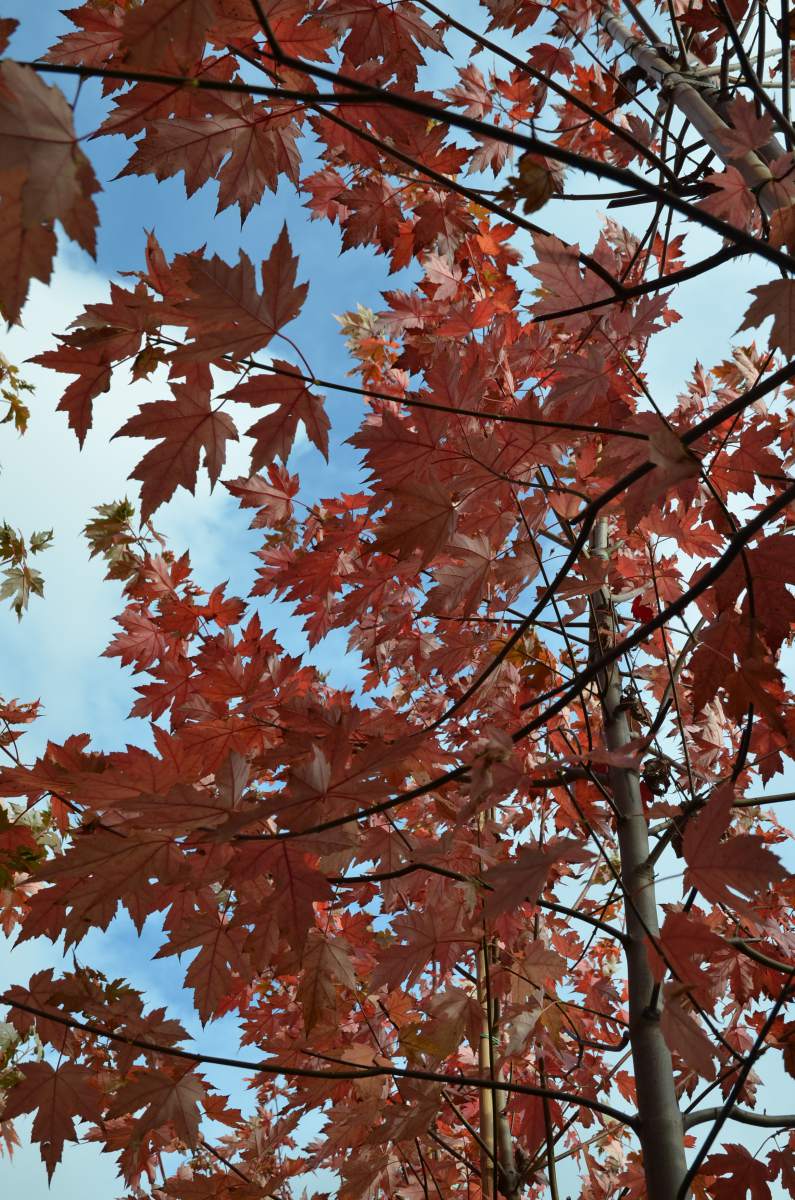 Ahorn: Herbst-Flammen-Ahorn
