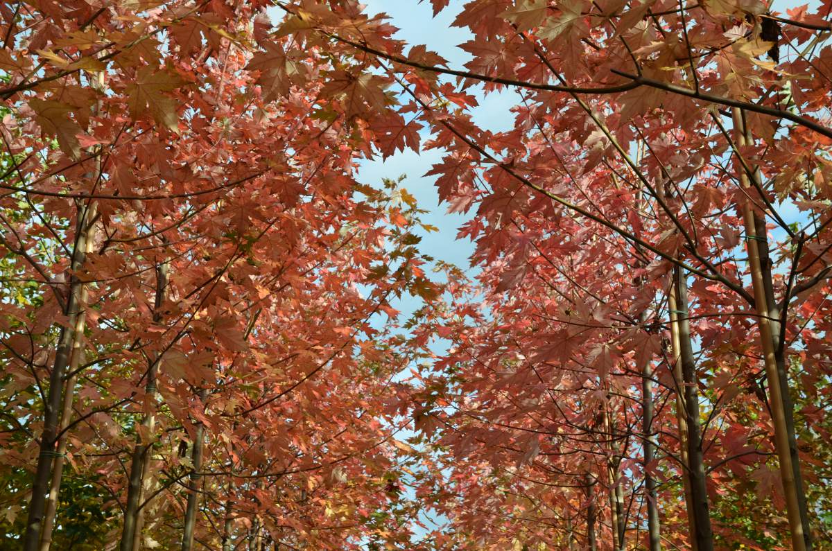 Ahorn: Herbst-Flammen-Ahorn