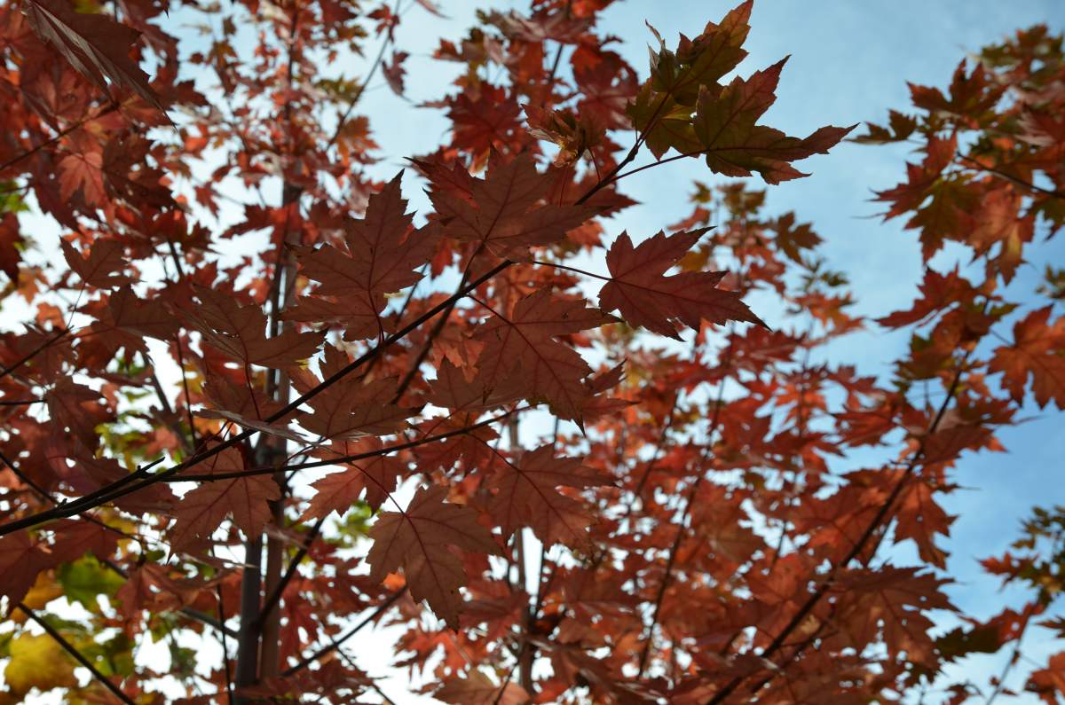 Ahorn: Herbst-Flammen-Ahorn