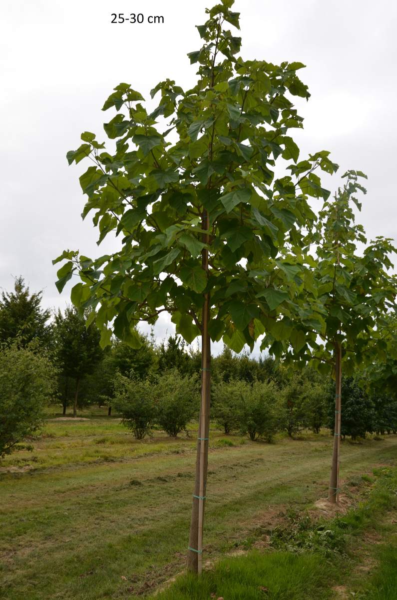 Blauglockenbaum