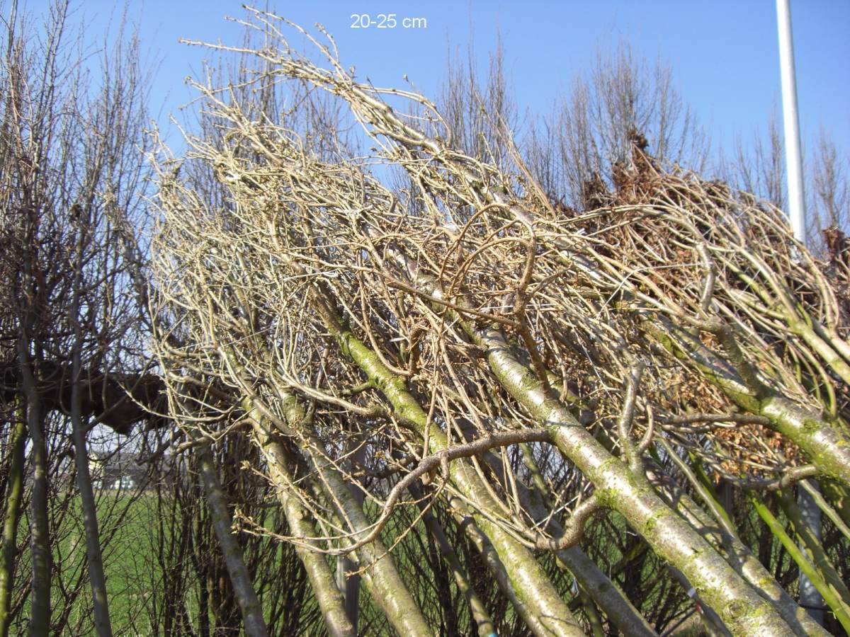 Zierkirsche: Sunset Boulevard