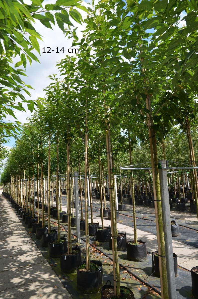 Zierkirsche: Sunset Boulevard