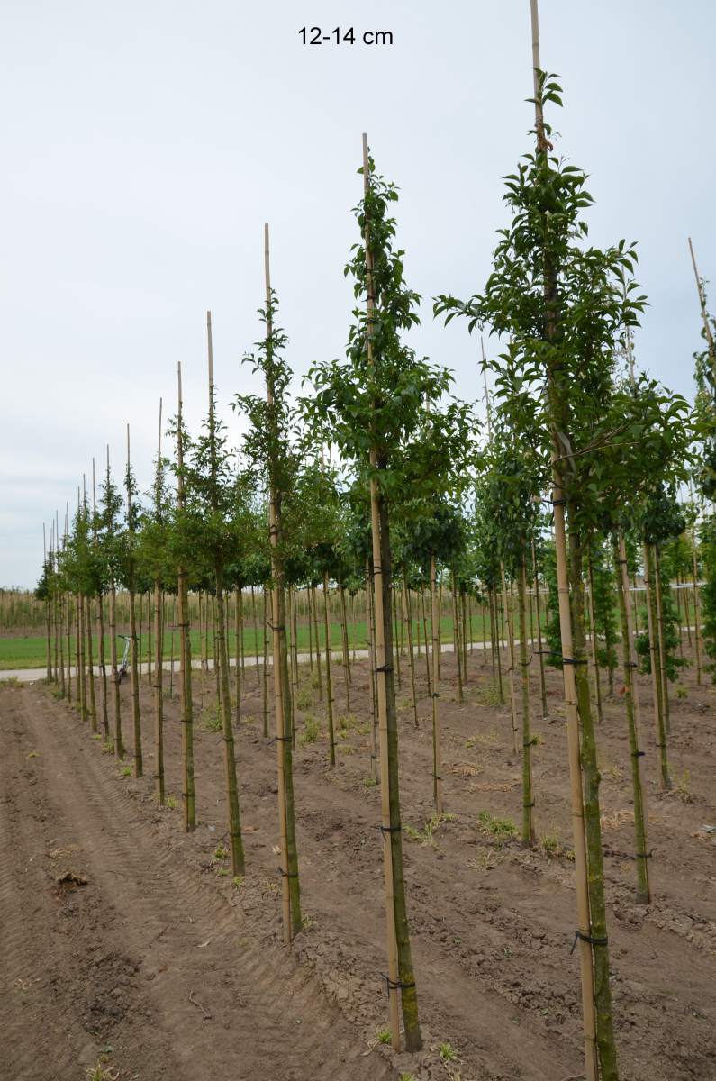 Japanischer Schneeglöckchenbaum