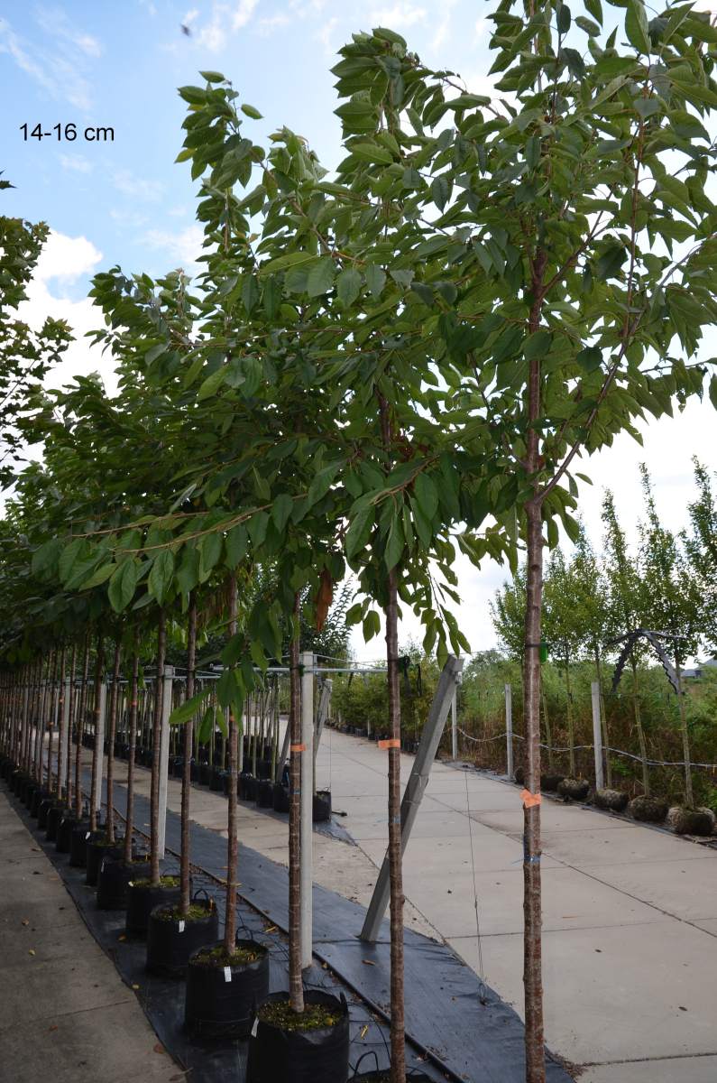 Süßkirsche: Early Rivers