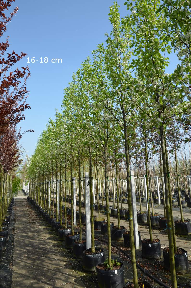 Chinesische Zierbirne