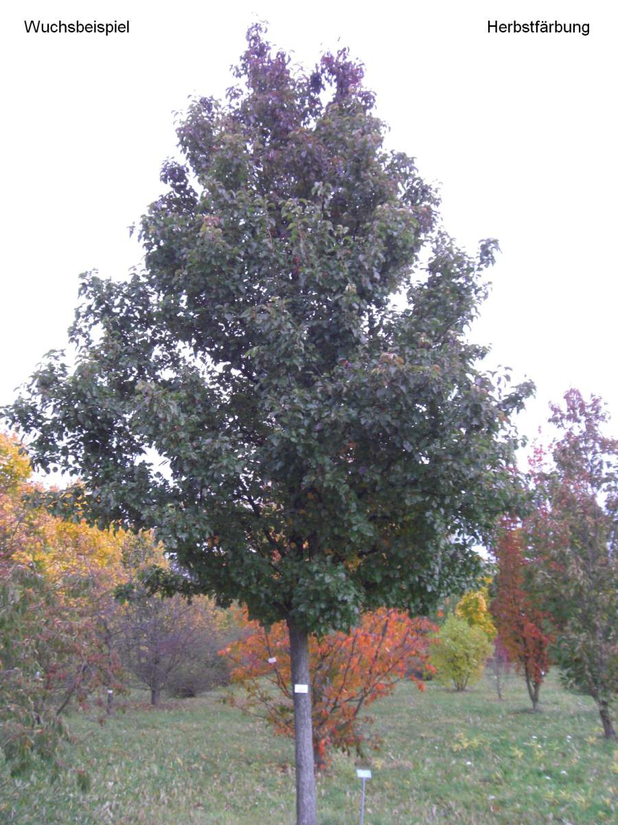 Sie suchen die chinesische Zierbirne als großen Baum? Dann