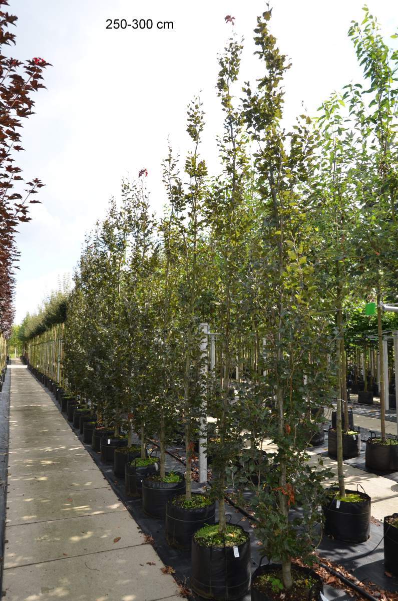 Säulen-Blutbuche Rohans Obelisk