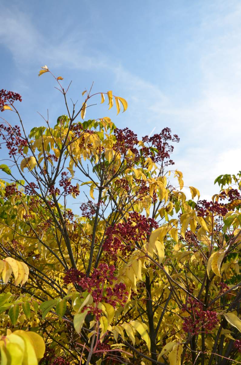 Bienenbaum/Honigesche