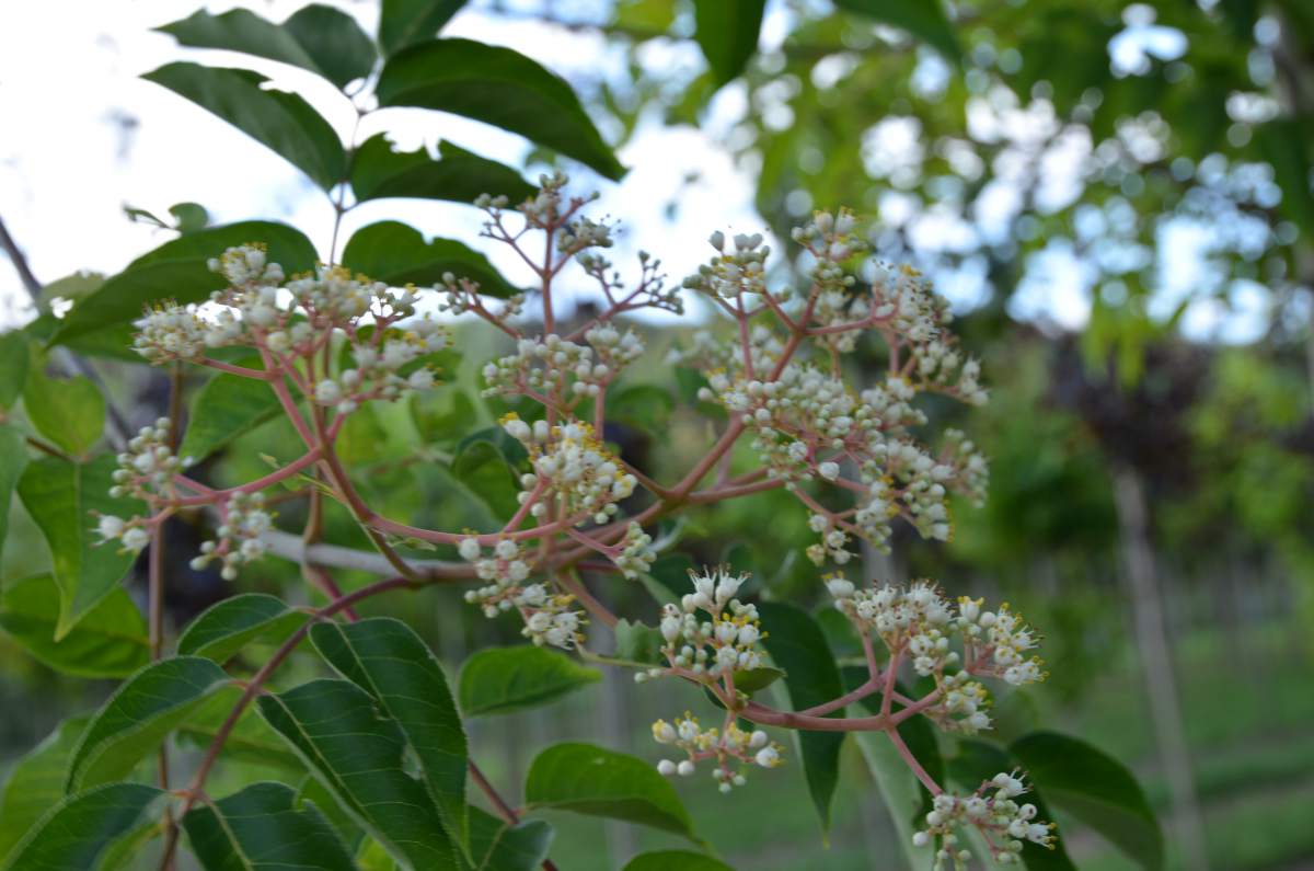 Bienenbaum/Honigesche