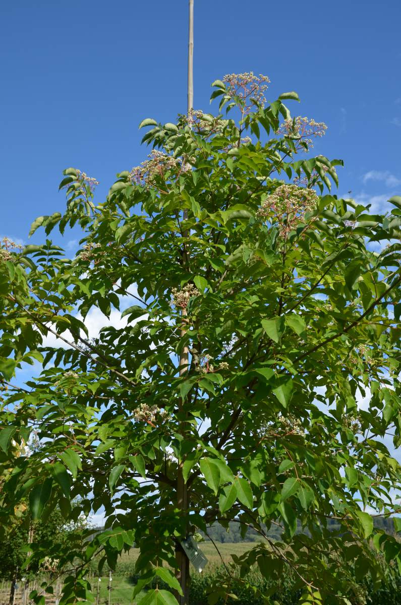 Bienenbaum/Honigesche