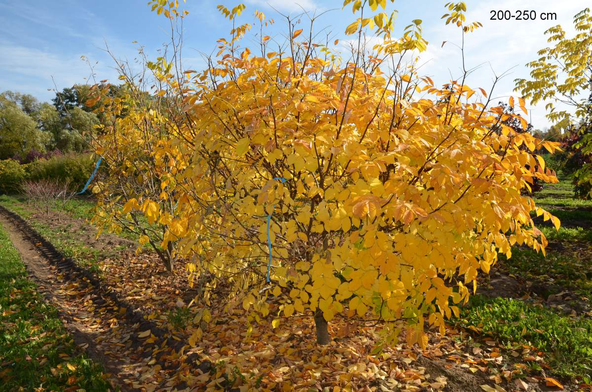 Bienenbaum/Honigesche