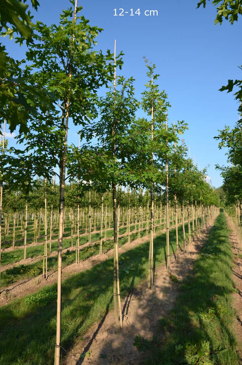 Eiche: Scharlach-Eiche