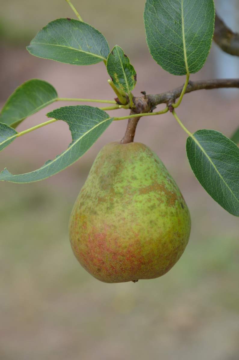 Birne: Frühe von Trevoux