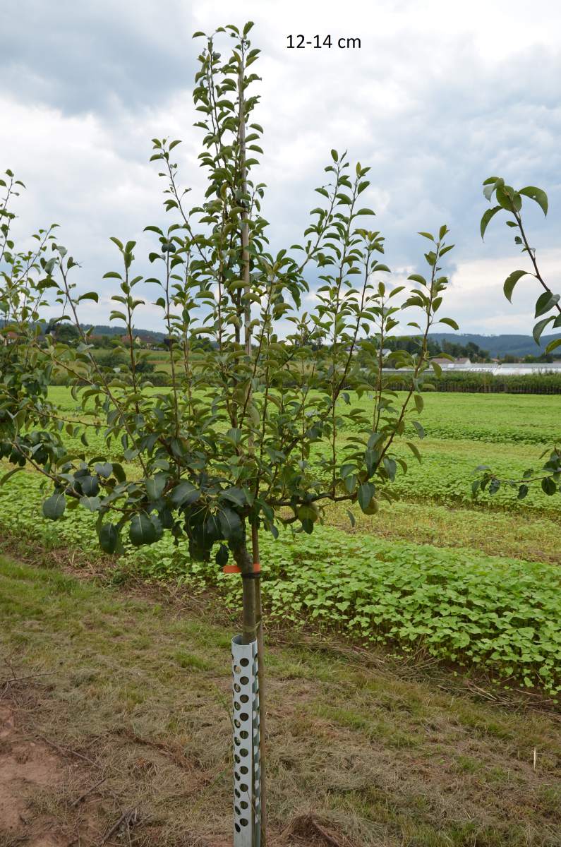 Birne: Frühe von Trevoux