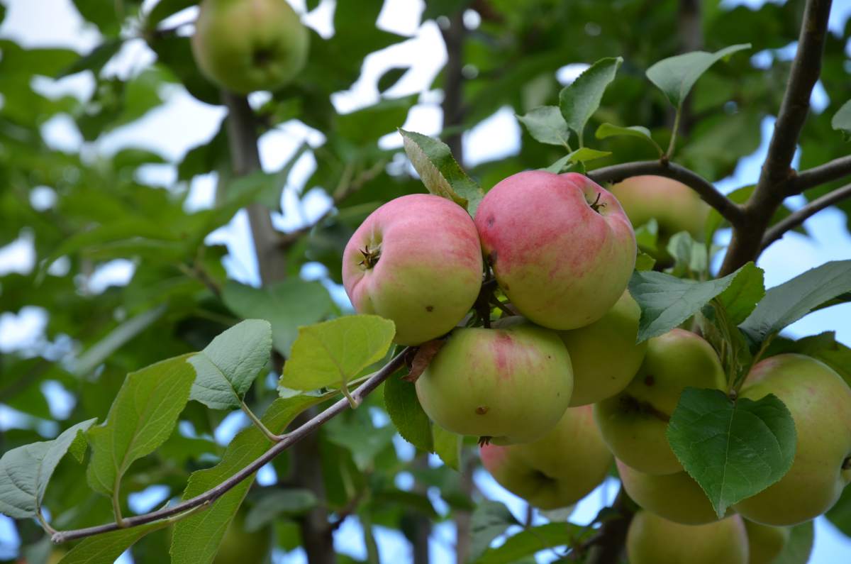 Apfel: Jakob Fischer