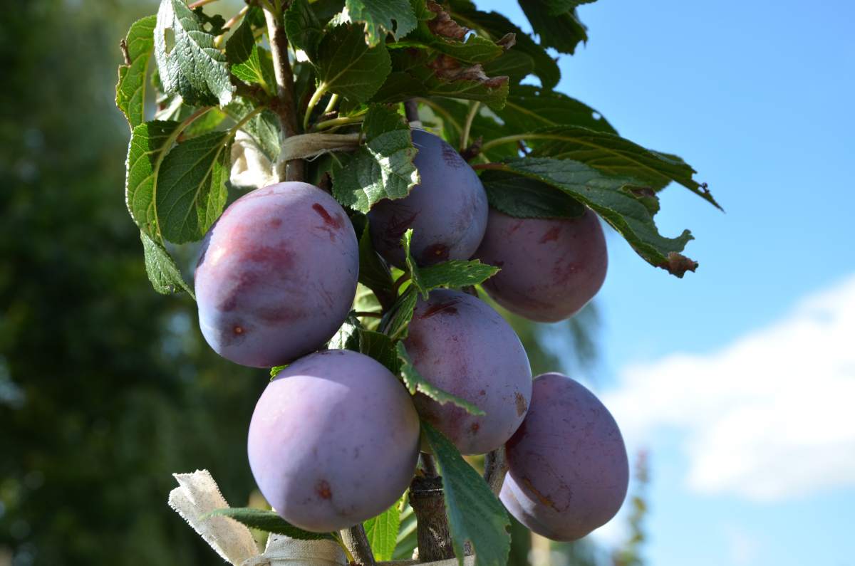 Zwetschge: Haroma