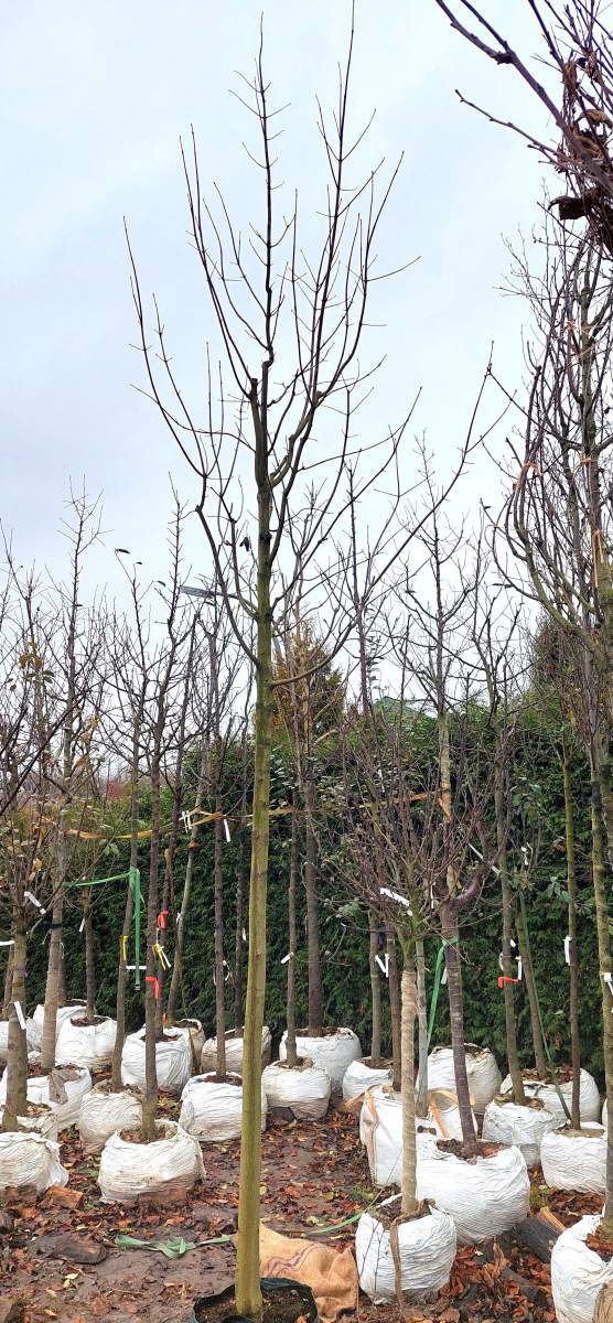 Blutahorn - Hochstamm