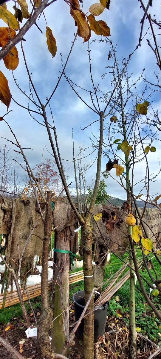 Süßkirsche Große Prinzessinkirsche - Halbstamm