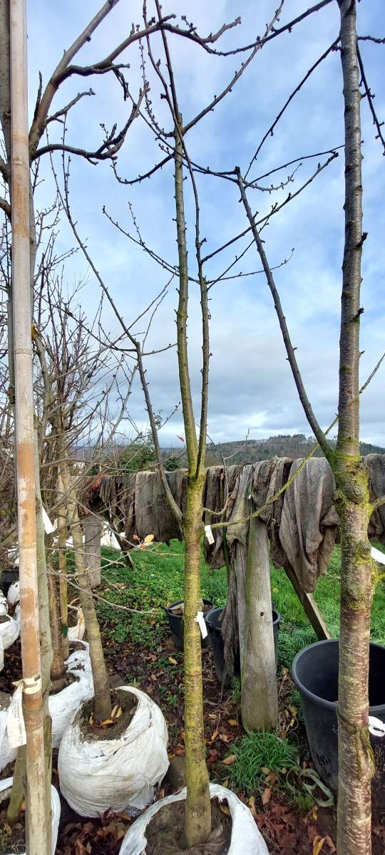 Süßkirsche Büttners Rote Knorpelkirsche - Halbstamm