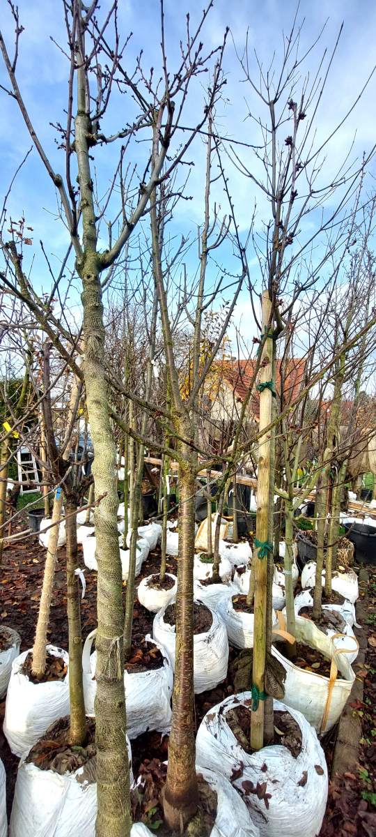 Süßkirsche Narana - Halbstamm