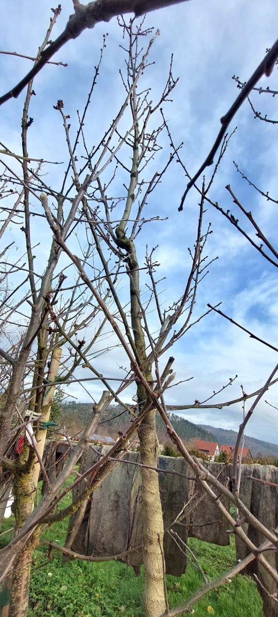 Dürkheimer Krachmandel - Hochstamm