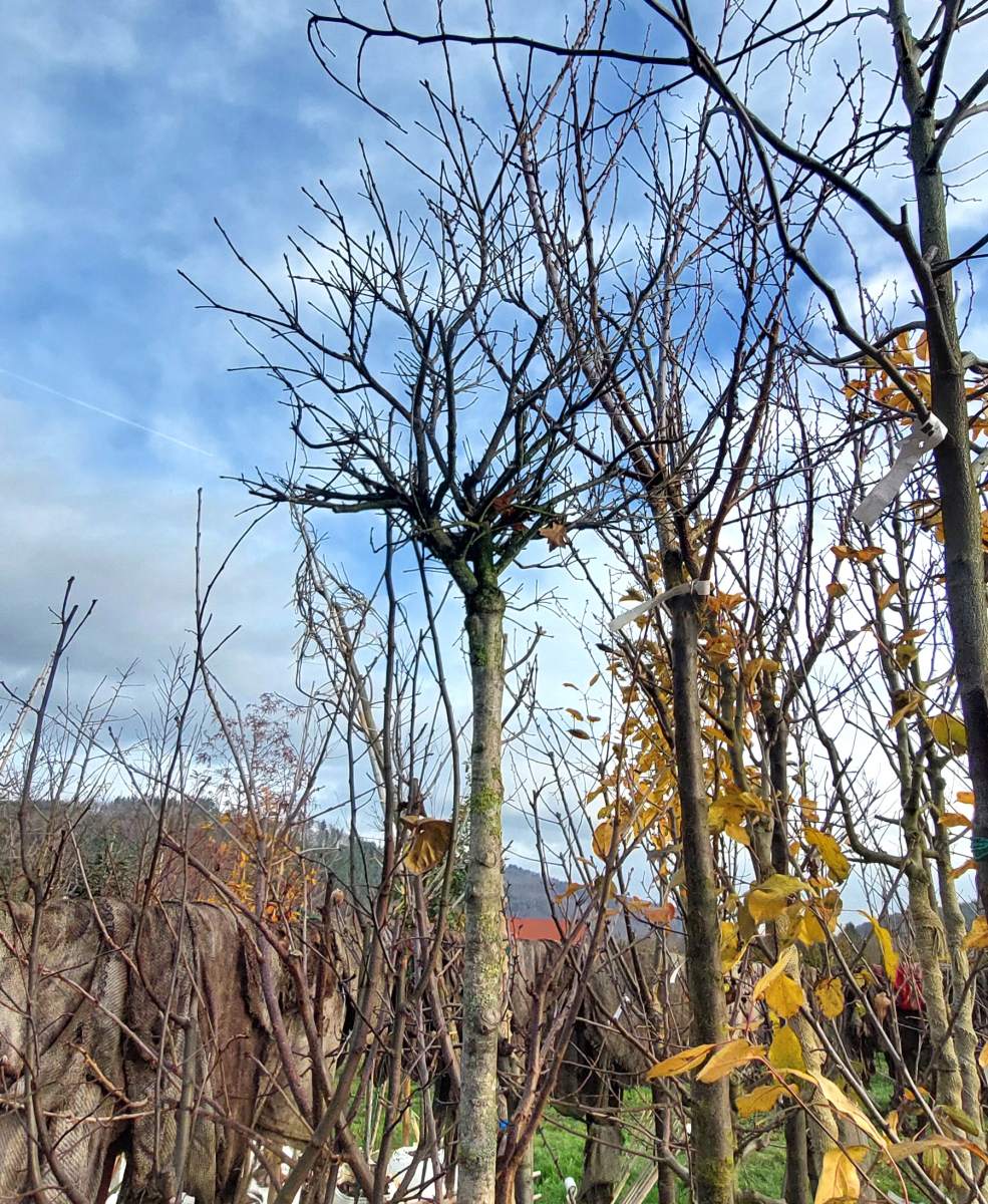 Kugel-Sumpfeiche - Hochstamm