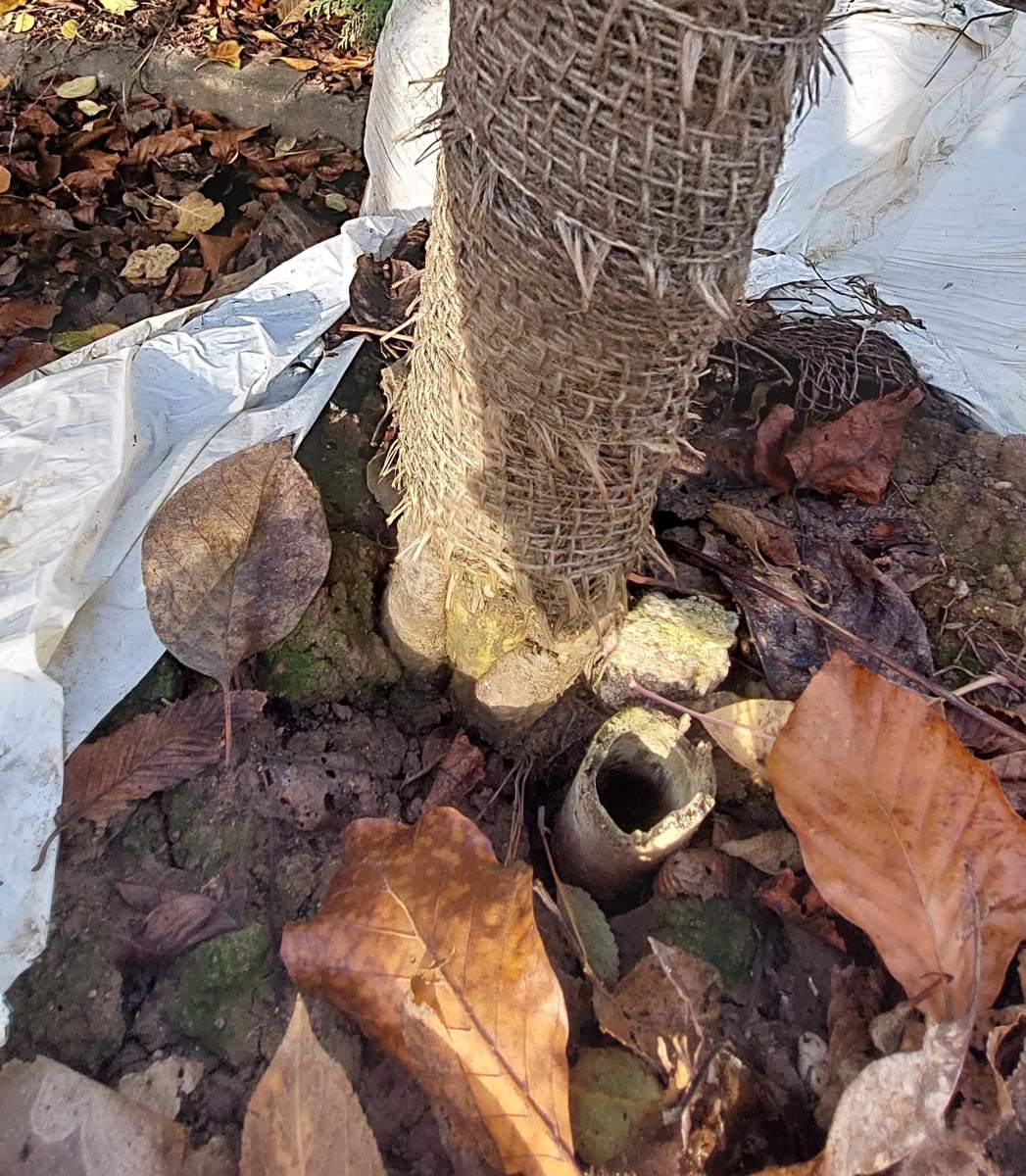 Apfel Braeburn - Halbstamm