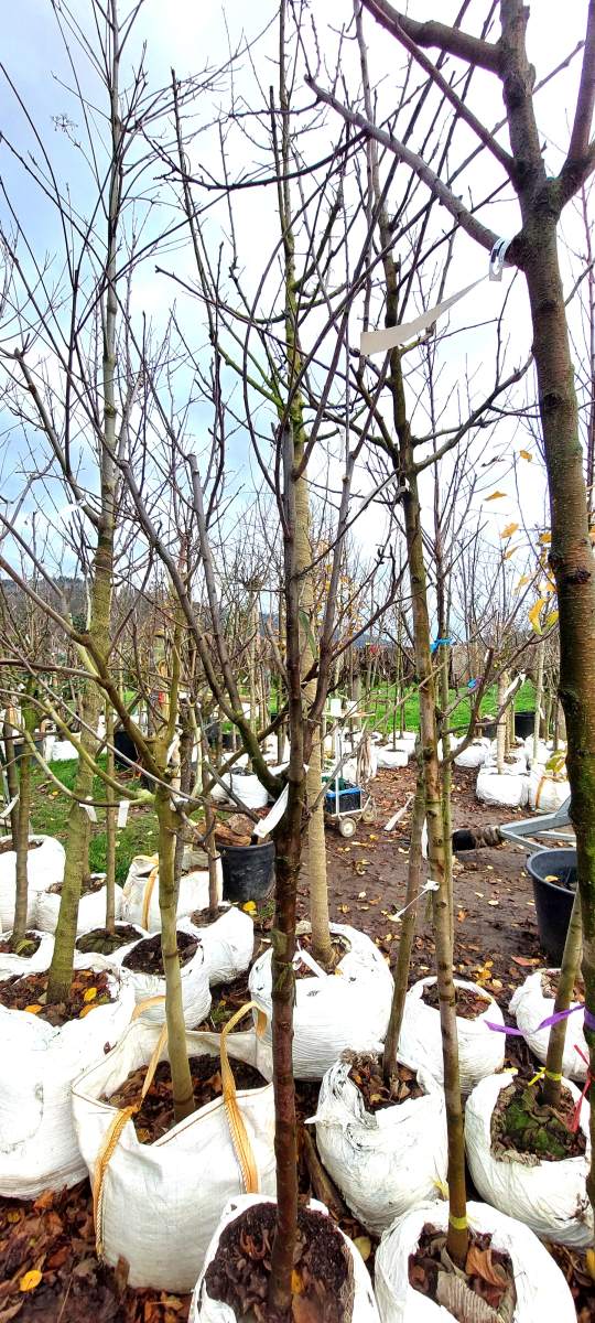 Althans Reneklode - Halbstamm