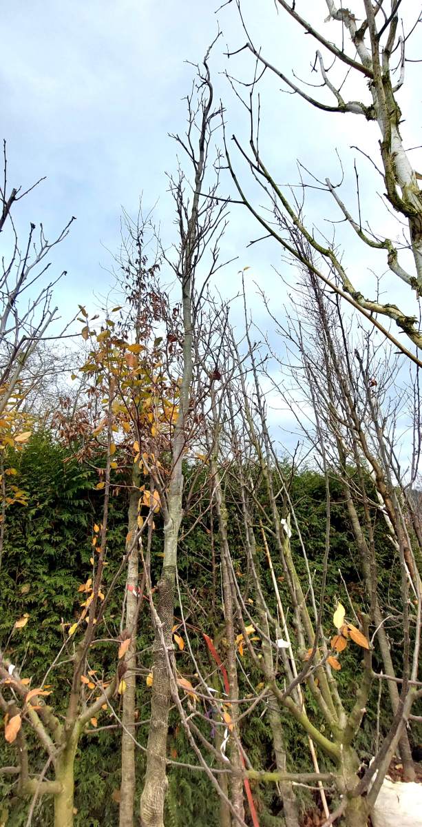 Säulenbuche - Hochstamm