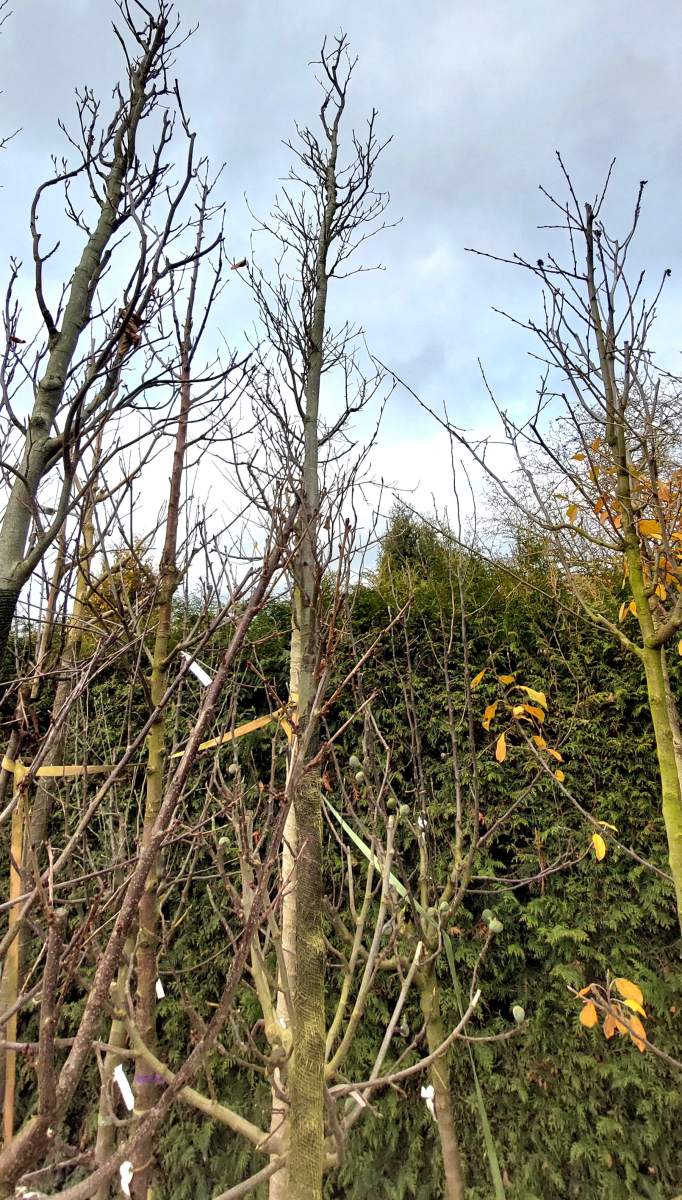 Säulenbuche - Hochstamm