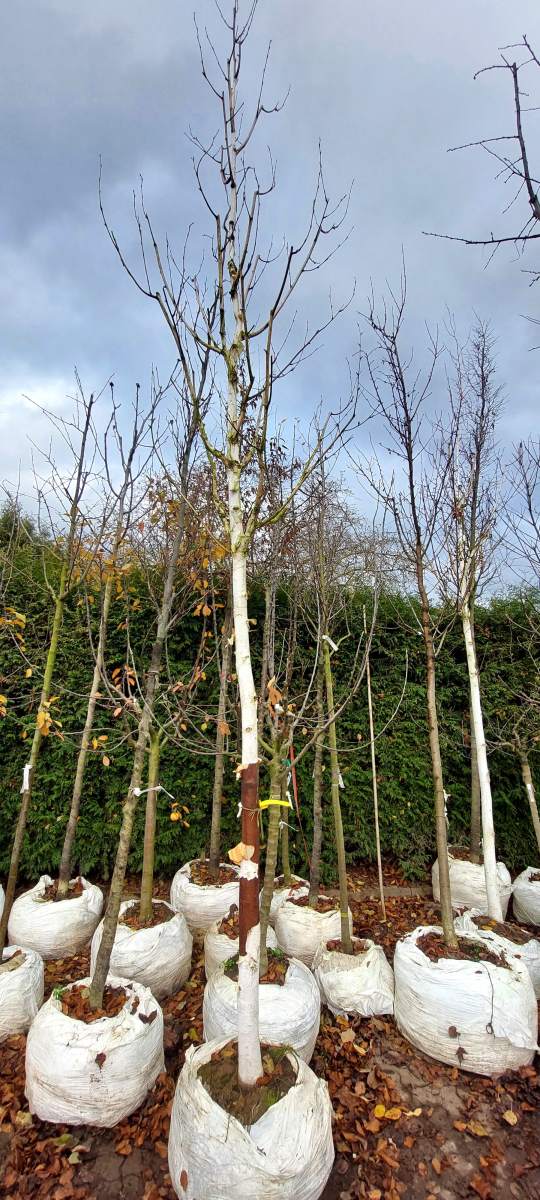 Himalaya-Birke - Hochstamm