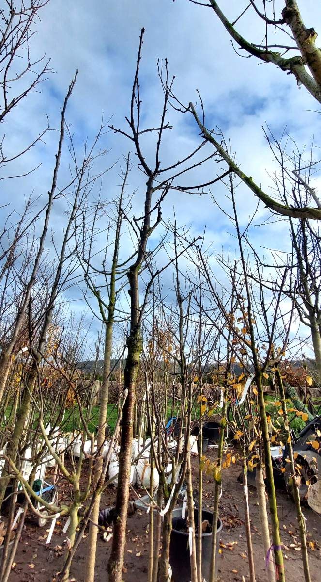 Süßkirsche Burlat - Hochstamm