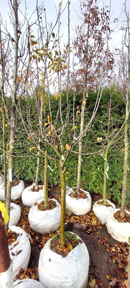 Apfel Goldparmäne - Halbstamm