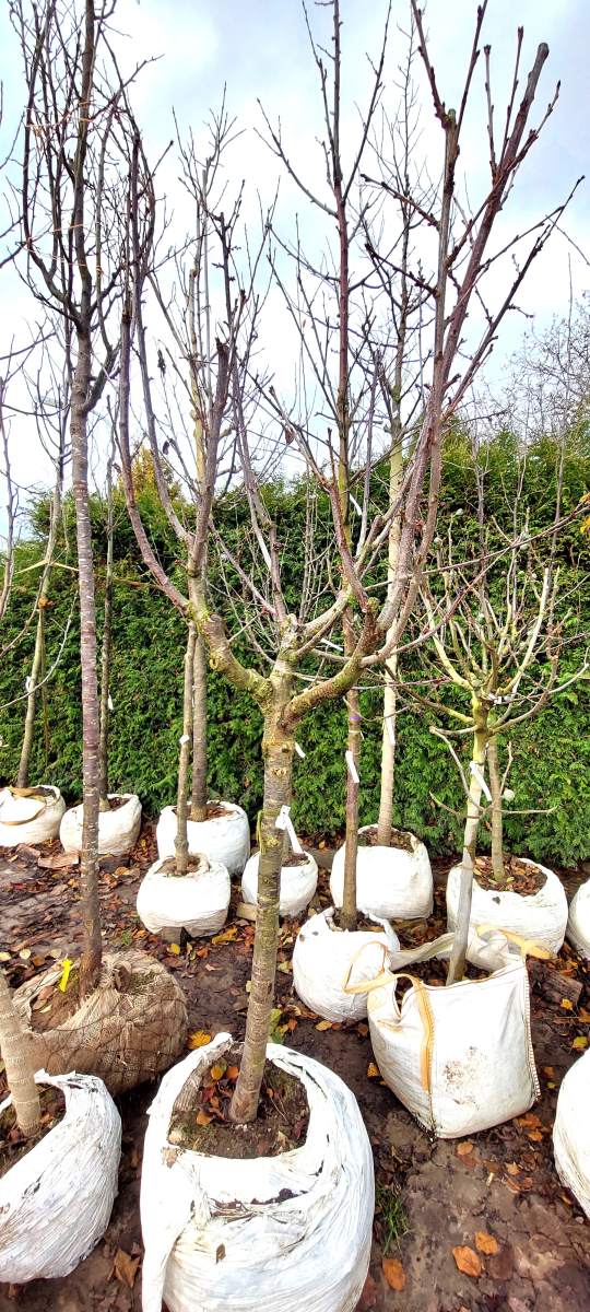 Süßkirsche Regina - Halbstamm