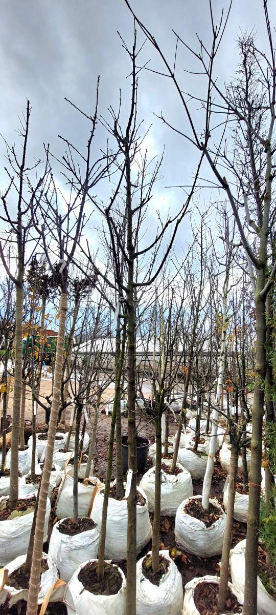 Süßkirsche Karina - Hochstamm