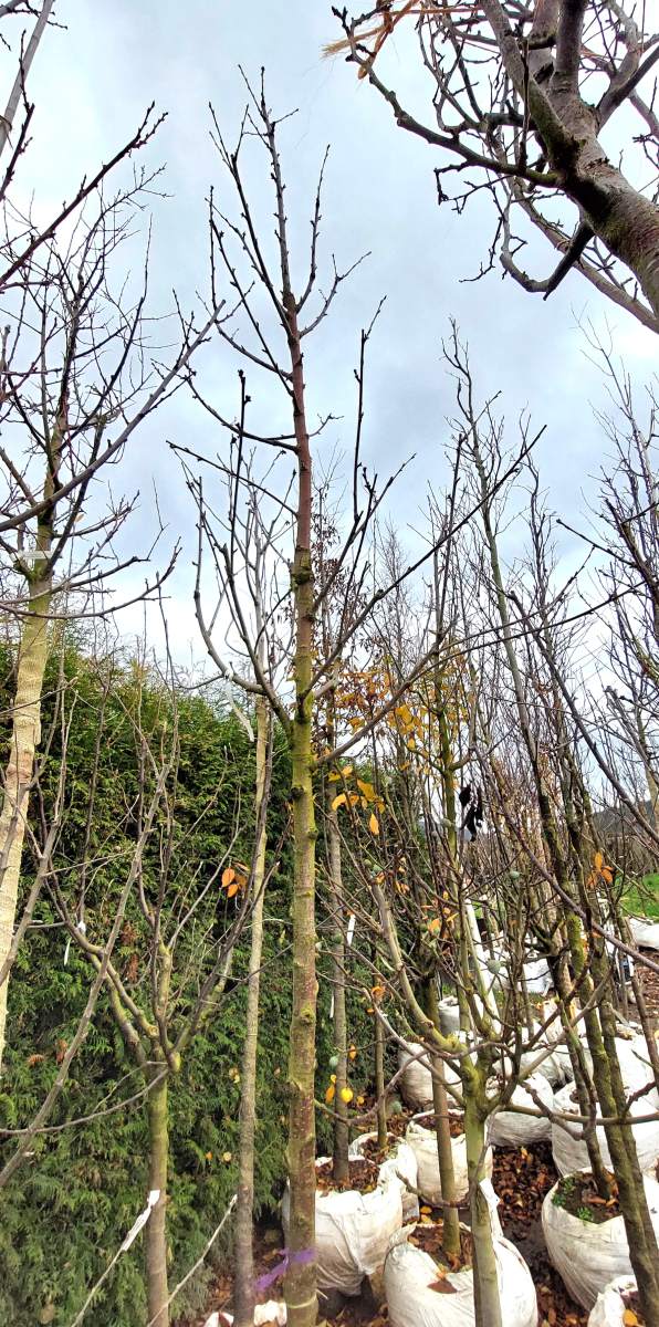 Süßkirsche Karina - Hochstamm