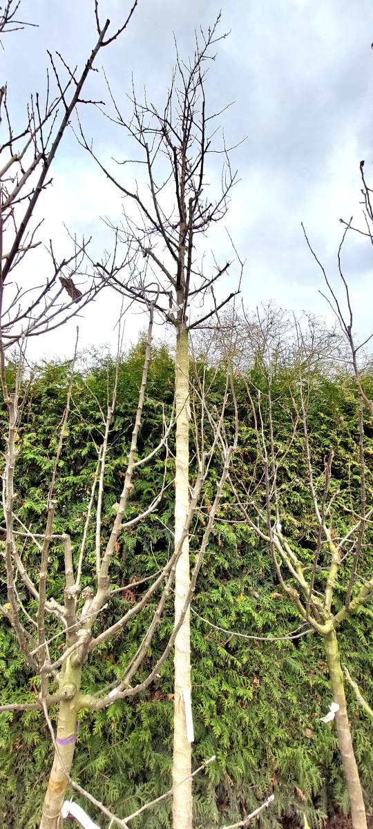 Große Grüne Reneklode - Hochstamm