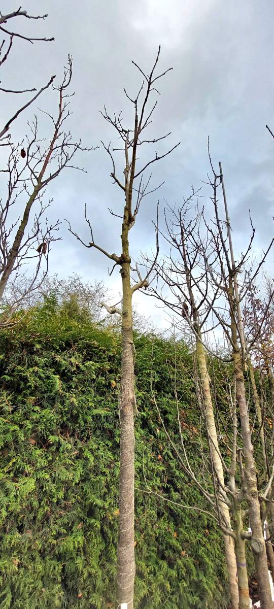 Trompetenbaum Hochstamm